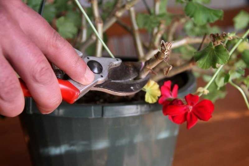 Как заставить цвести герань: почему не цветет, а дает только листву, и что необходимо делать
