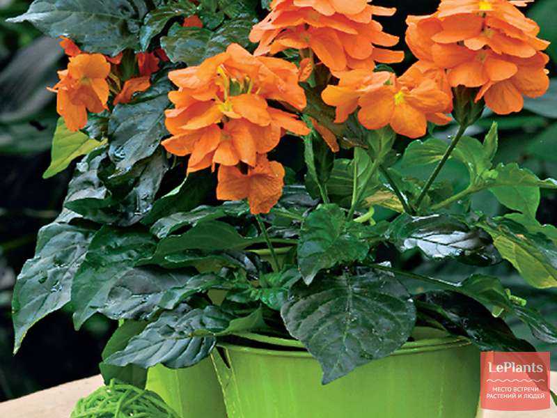 Растение кроссандра (комнатные цветы): фото, описание и что делать, если не цветет или краснеют листья