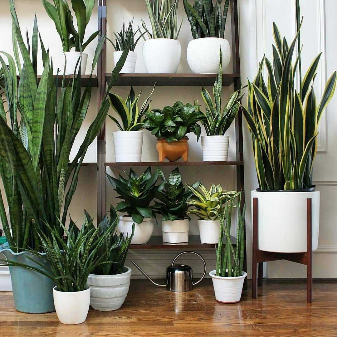 26 самых полезных комнатных растений для дома