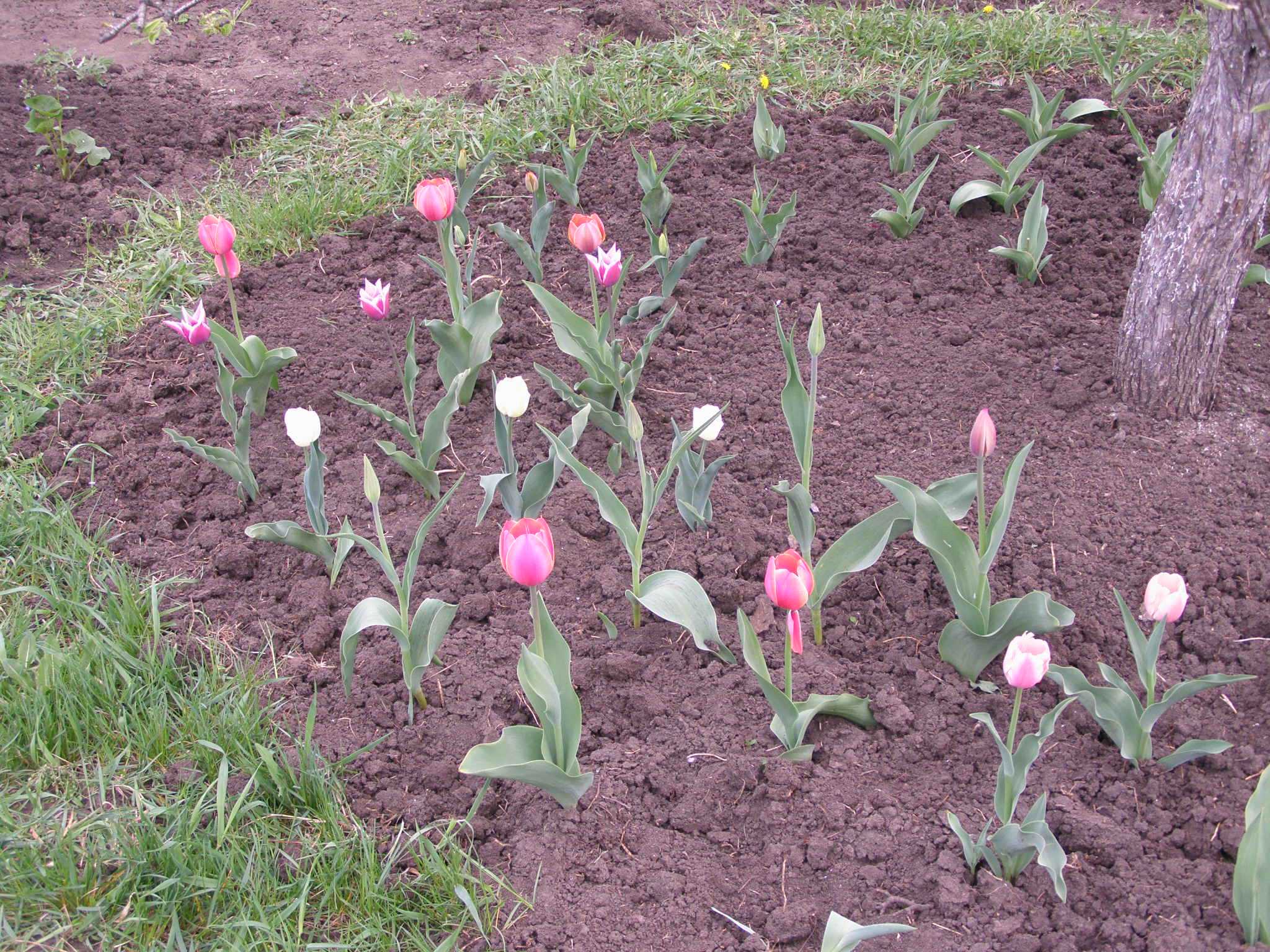 Тюльпаны посадка и уход в открытом грунте фото