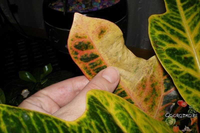 Почему могут опадать и сохнуть листки у кротона дома: болезни, вредители