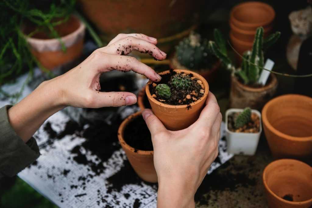 Размножение кактусов: как их рассадить в домашних условиях? как размножить кактус вегетативным способом: детками и черенками? как вырастить кактус без корней из отростка?