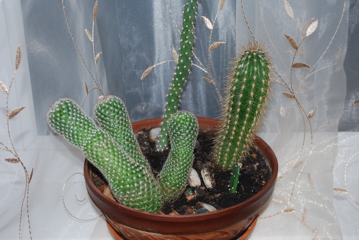 Пушистый кактус (27 фото): виды волосатого или мохнатого кактуса («эспостоа»), правила ухода за цветком с пухом