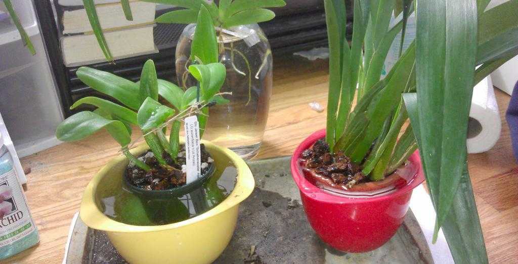 Полив орхидеи во время цветения в домашних условиях: видео о том, можно и нужно ли, а также как часто это делать