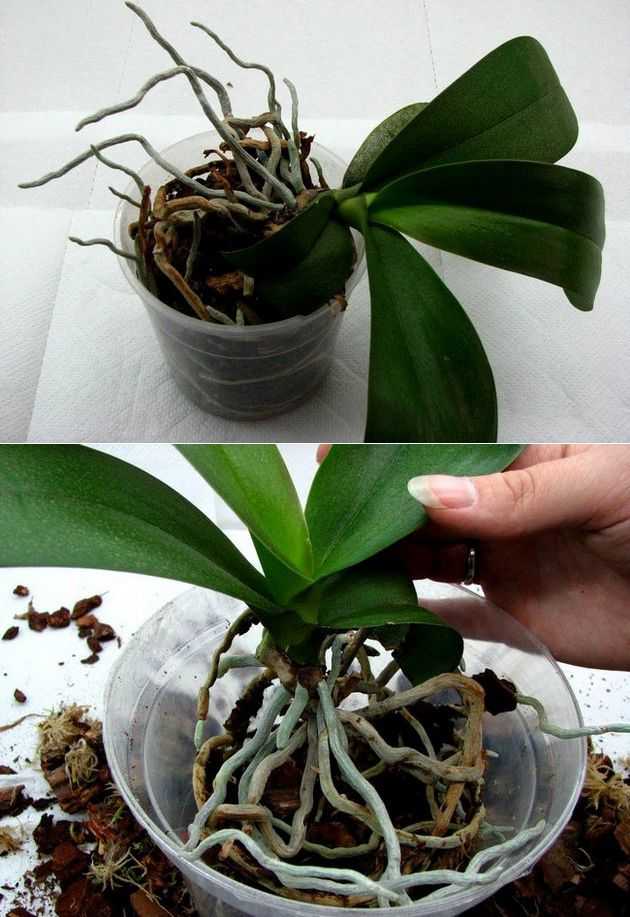 Как правильно пересадить орхидею в новый горшок. Орхидея фаленопсис перевалка. Пересадка орхидеи фаленопсис. Пересаживаем орхидею фаленопсис. Фаленопсис пересадка.
