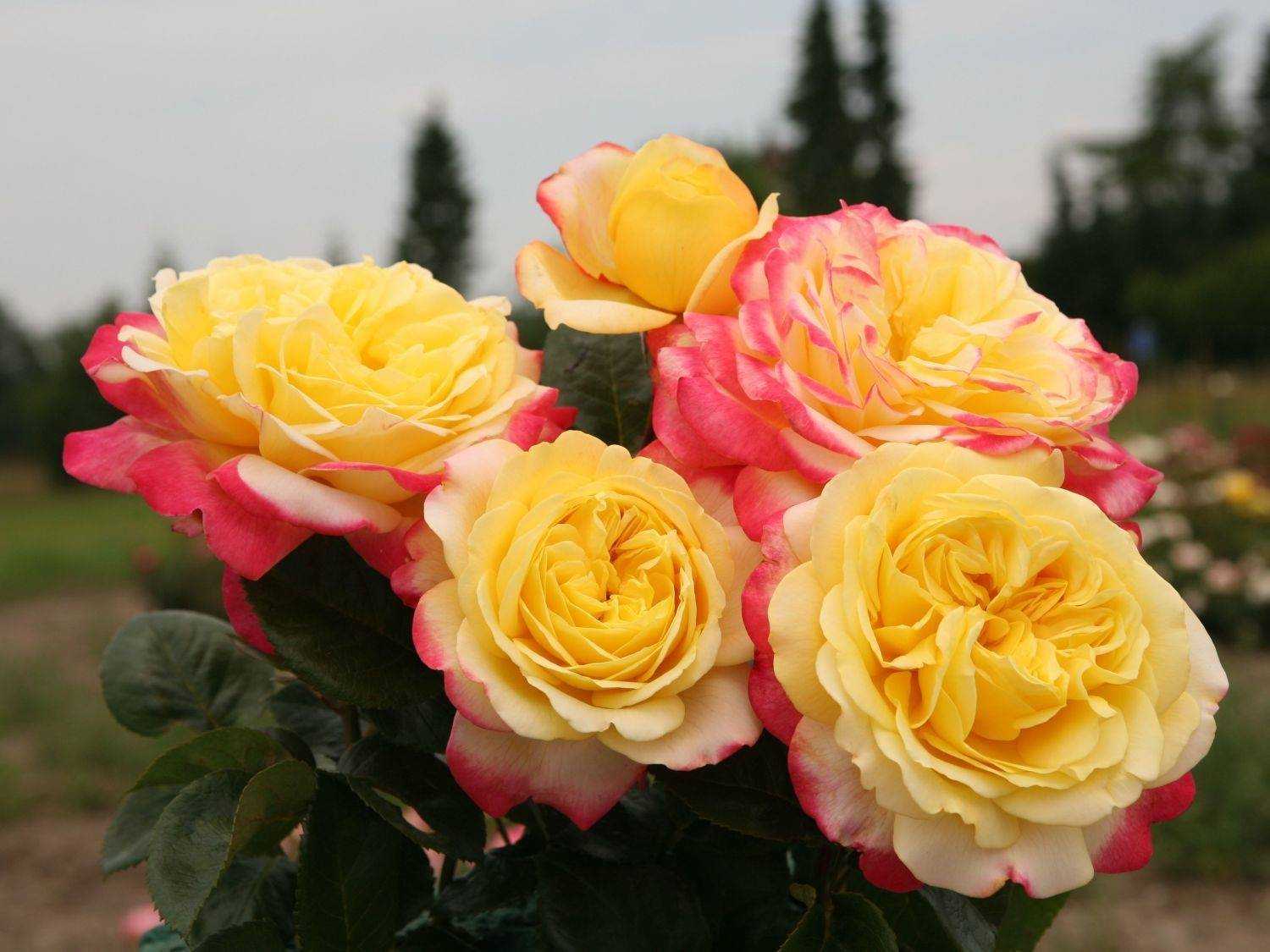 Отличие флорибунды от чайно гибридной розы — все цветы