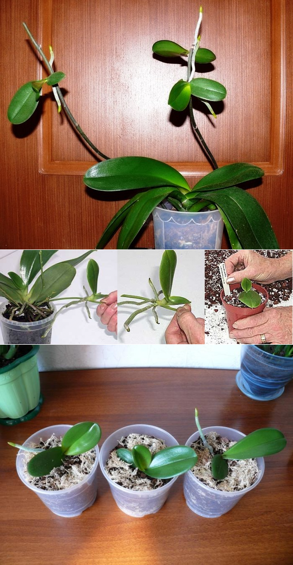 Размножение орхидеи фаленопсис в домашних условиях (31 фото): как размножать черенками пошагово? как отделить детку от цветоноса? посадка и уход