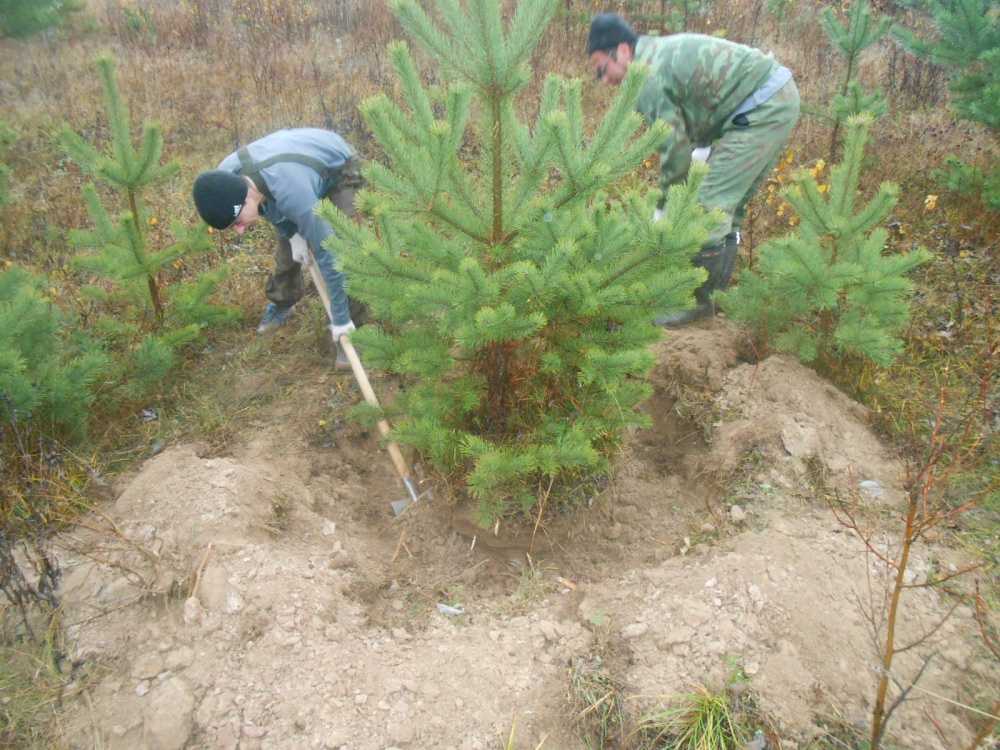 Как посадить елку из леса в горшок