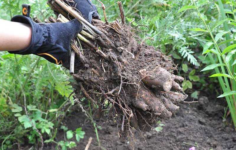 Можно ли пересадить пионы в июле. пересадка пионов на другое место: как правильно выкопать и рассадить старые кусты летом
