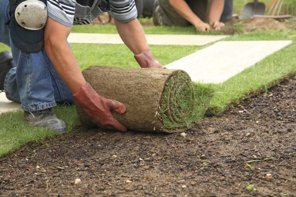Как сделать газон на даче своими руками: инструкция по обустройству дачного участка
