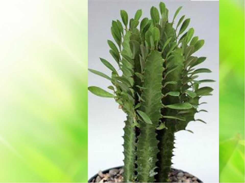 Интересные примеры различных видов кактусов, уход в домашних условиях
