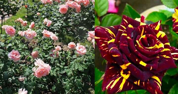 Чайно-гибридные розы: описание, фото и список сортов