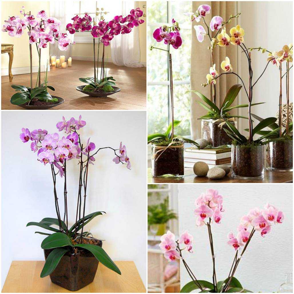 Уход за орхидеями во время цветения в домашних условиях: пересадка, полив