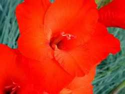 ☘️ 5 правил, которые выполняю при посадке гладиолусов, для обильного и мощного цветения | сад  и огород. дача сибирячки | яндекс дзен