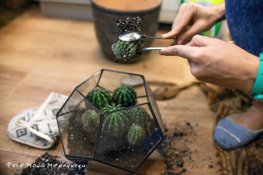 Правильное проведение пересадки кактуса: выбор грунта и варианты укоренения