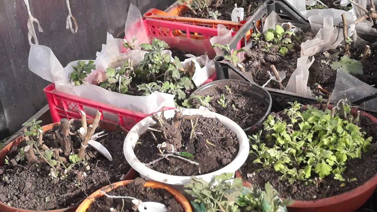 Несколько способов сохранить хризантемы зимой