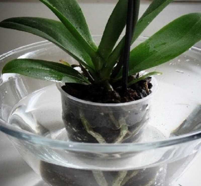Как поливать орхидею в домашних условиях, полив цветущей орхидеи