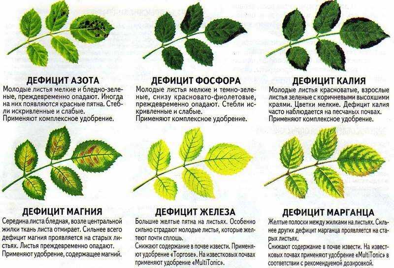 Гортензия: сохнут листья, что делать? болезни и вредители растения
