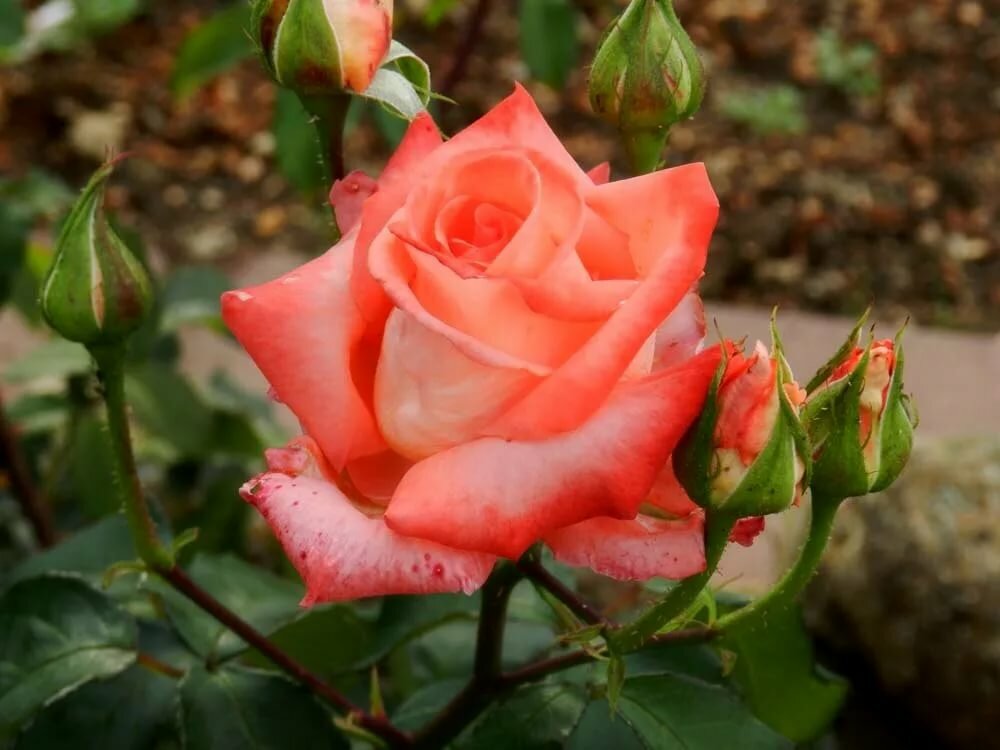 Роза без шипов (40 фото): обзор сортов с названиями. описания растения «лакорн», а также кустовых красных и розовых бесшипных роз