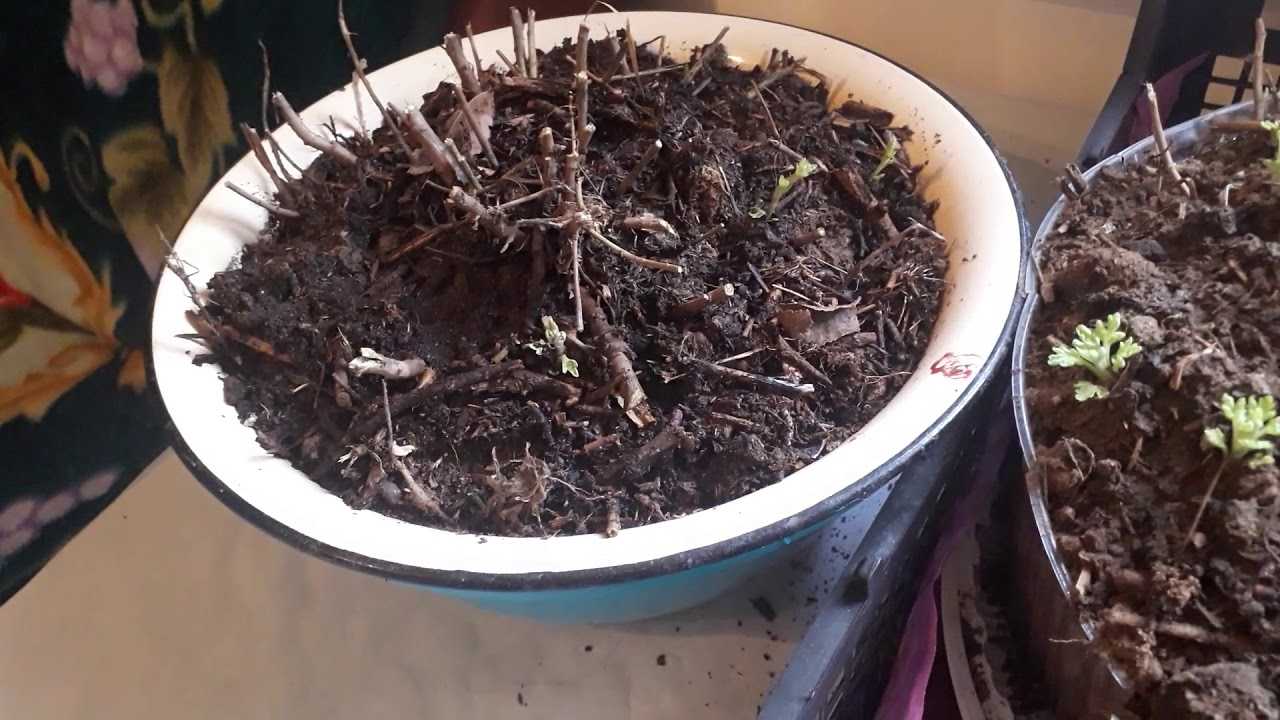 Как хранить хризантемы зимой — проверенные способы