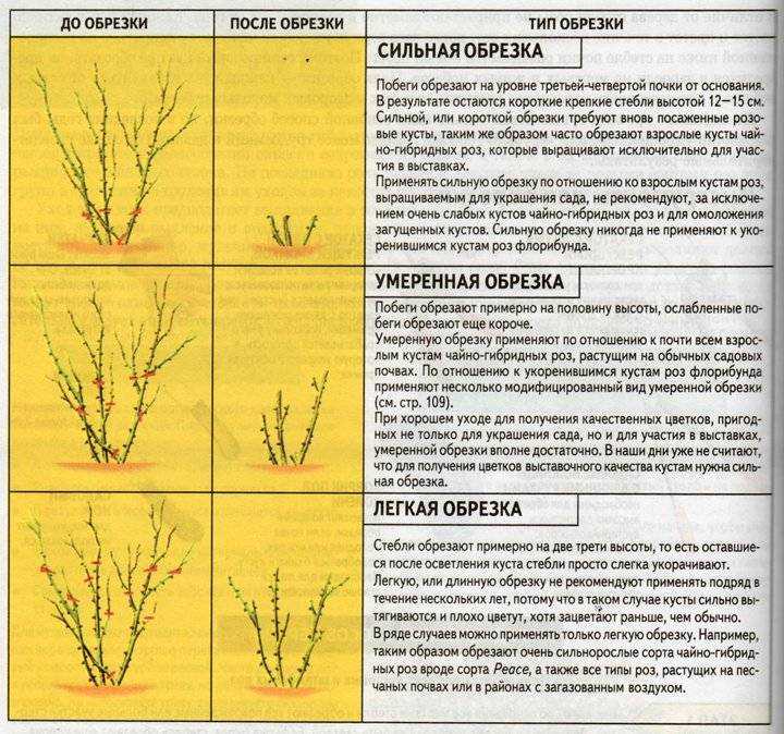 Правила обрезки и формирования форзиции, после цветения: пошаговая инструкция