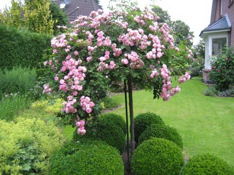 Штамбовые розы в ландшафтном дизайне сада: какие выбрать, где посадить, полив и уход