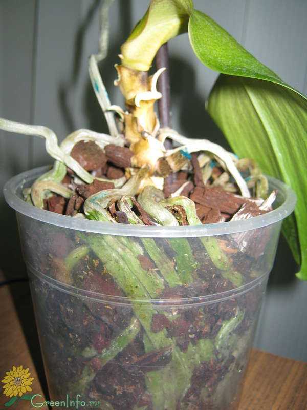 Как реанимировать орхидею, если сгнили корни? как спасти ее, если гниет корневая шейка? чем обработать орхидею в домашних условиях?