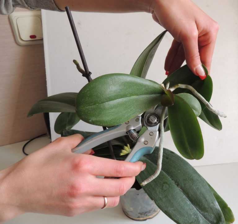 Как размножить орхидею в домашних условиях: 3 действенных способа | в цветнике (огород.ru)