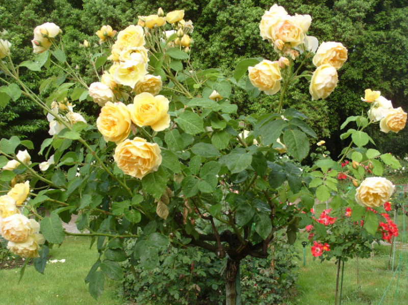 Почвопокровные розы: сорта, выращивание и применение в ландшафтном дизайне