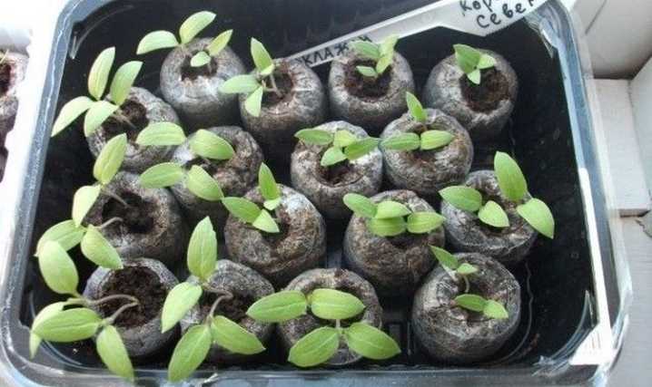 Выращиваем гортензию из семян в открытый грунт и дома