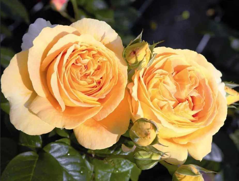 Флорибунда и чайно-гибридная роза — чем они отличаются | в чем разница