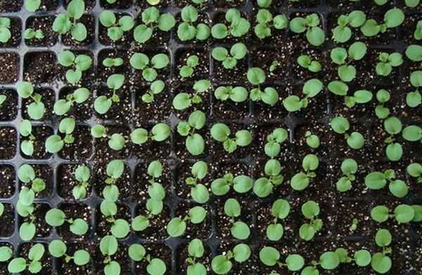 Когда и как сажать фиалки на рассаду: видео о посеве семян многоцветковой виолы витрокка