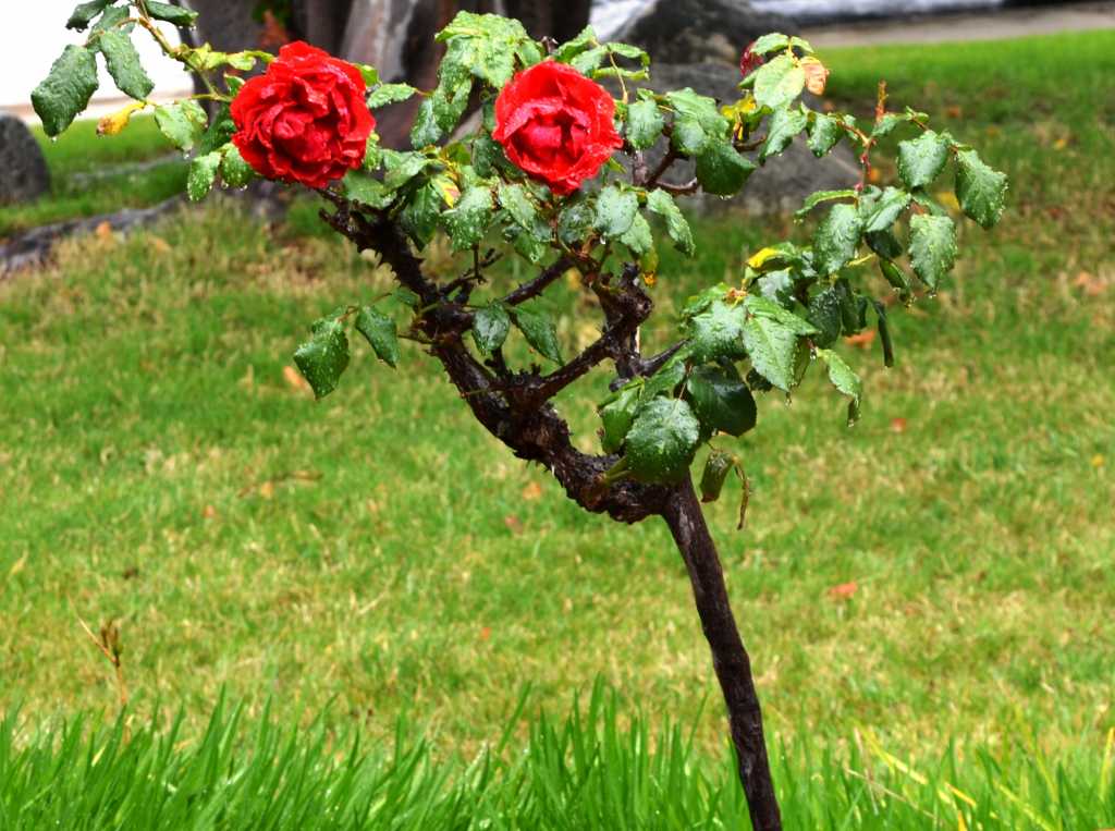 Штамбовая роза своими руками : labuda.blog
штамбовая роза своими руками — «лабуда» информационно-развлекательный интернет журнал