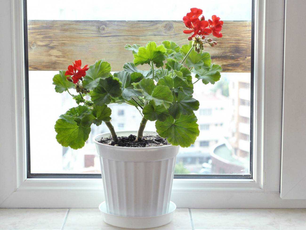 Почему не цветет герань в домашних условиях? как заставить пеларгонию зацвести дома? как ухаживать за комнатной геранью, чтобы она цвела обильно?