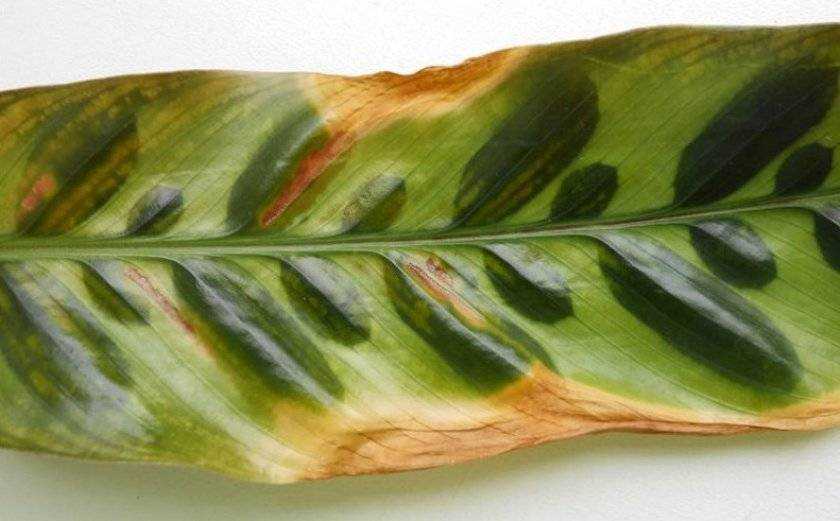 Калатея — уход в домашних условиях и почему сохнут листья?
