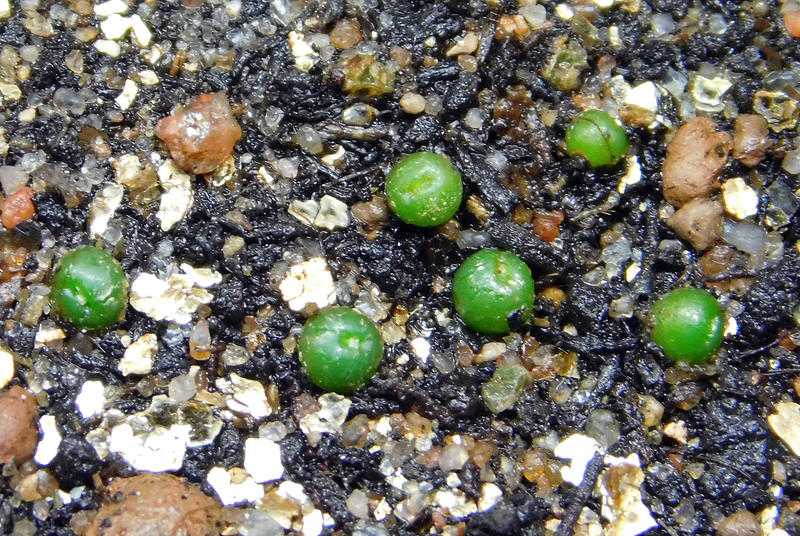Семена кактусов: посев и выращивание всходов в домашних условиях. когда лучше сажать?