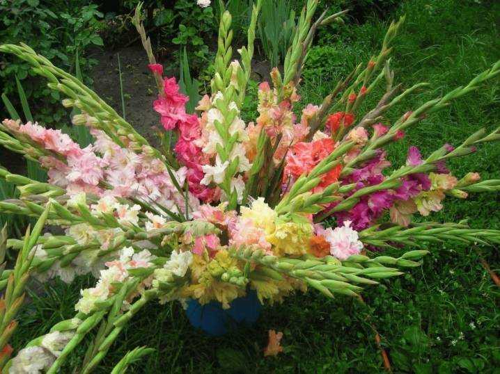 Как продлить цветение гладиолусов | в цветнике (огород.ru)