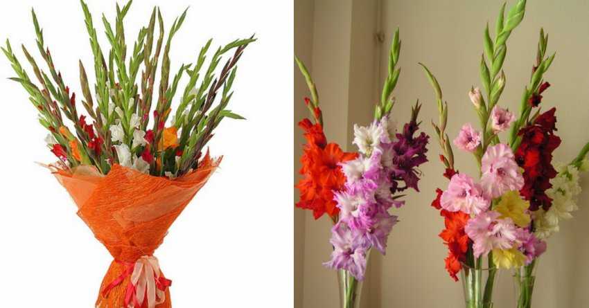 Почему гладиолусы не цветут – все возможные причины | в цветнике (огород.ru)