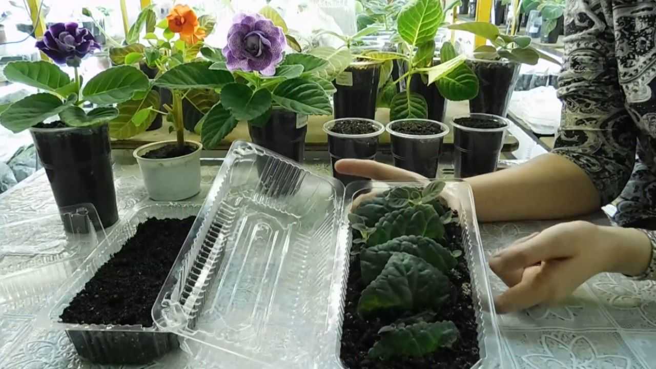 Как выращивать фиалку из листочка в домашних условиях и через сколько он зацветет: пошаговые фото и видео, как правильно и быстро прорастить комнатный цветок