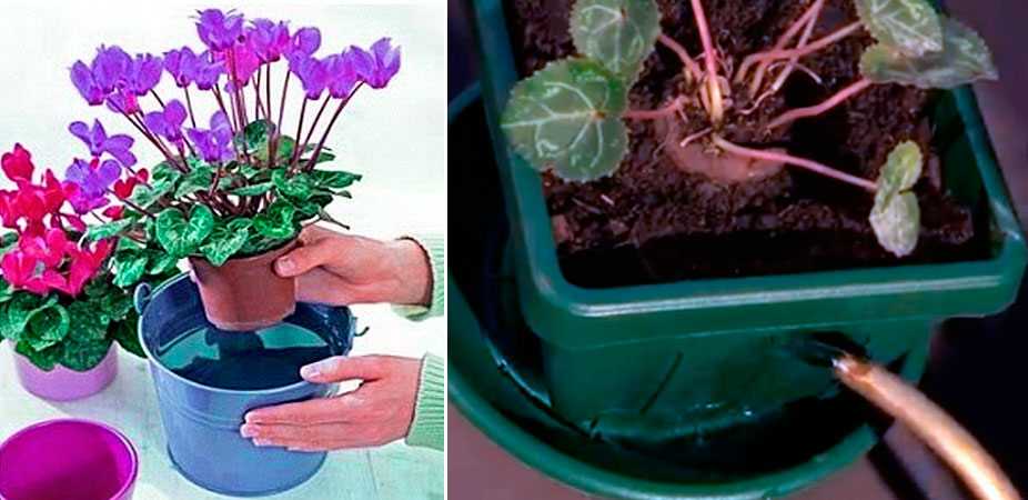 Пересадка цикламена в домашних условиях в другой горшок: когда можно и как пошагово проводить данную процедуру, как разделить цветок, а также фото, уход за растением