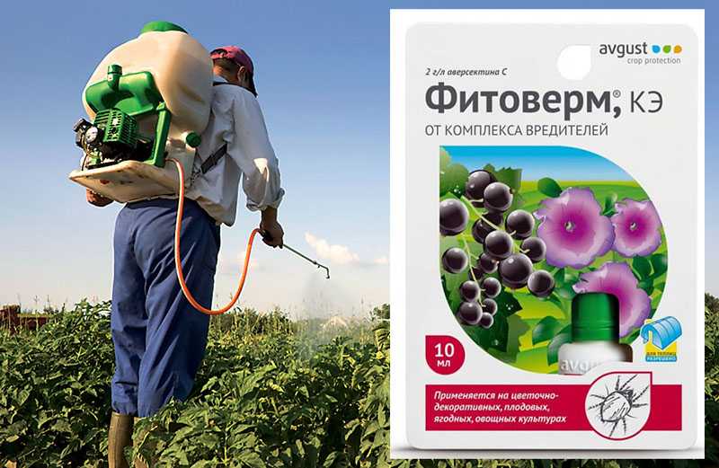 Фитоверм: свойства, применение в огороде и дома для растений