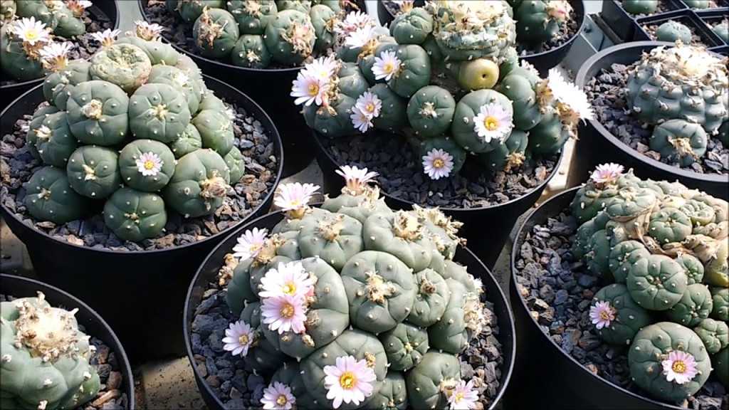 Выращивание кактуса гимнокалициума, виды: как посадить, ухаживать, цветение