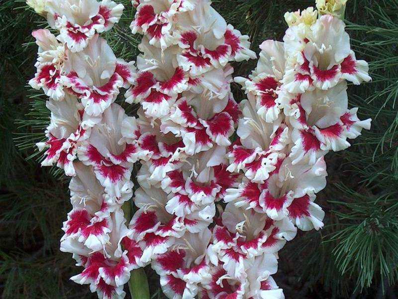 Гладиолусы (90 фото): как выглядят луковицы шпажника? как его размножить? цветы, похожие на гладиолус, красивые композиции в саду