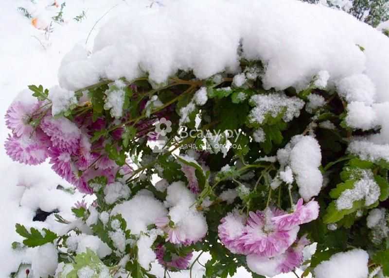 Как сохранить хризантемы зимой в горшках