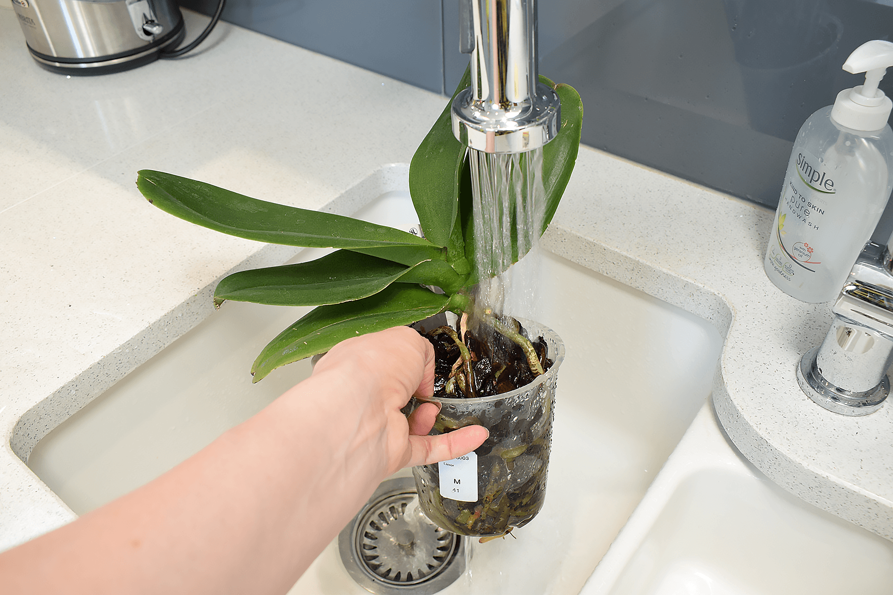 Как поливать орхидею в домашних условиях? особенности полива в определенное время развития. фото — ботаничка.ru