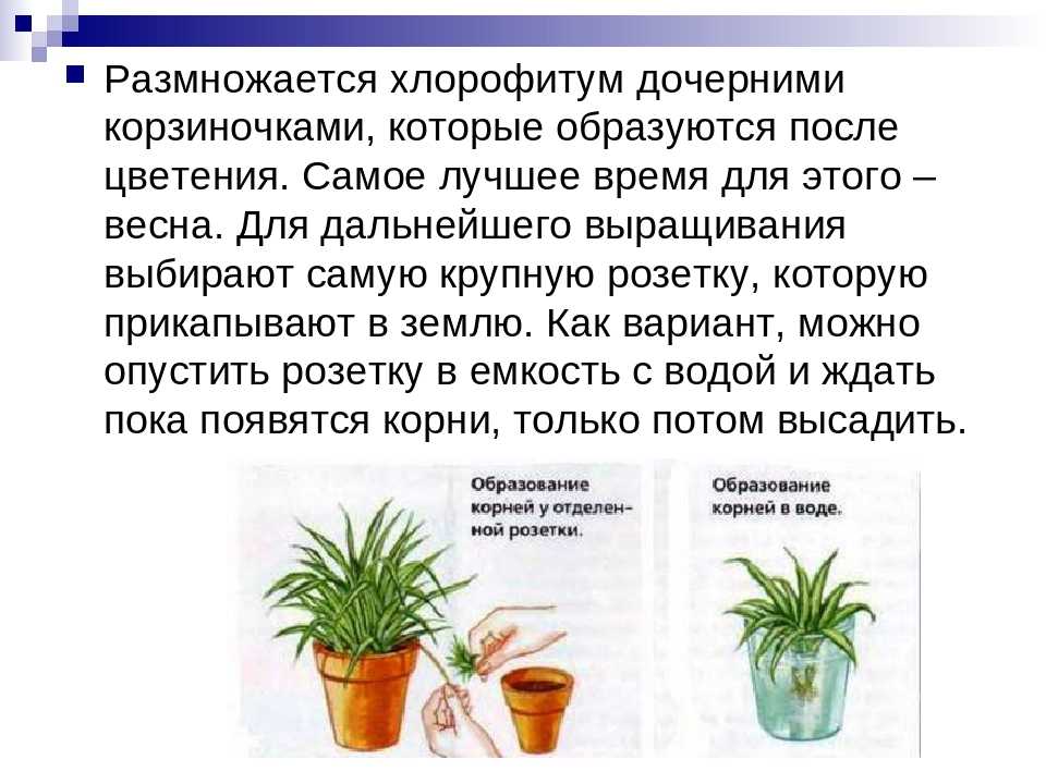 Хлорофитум (chlorophytum). правила ухода, выращивания. | floplants. о комнатных растениях