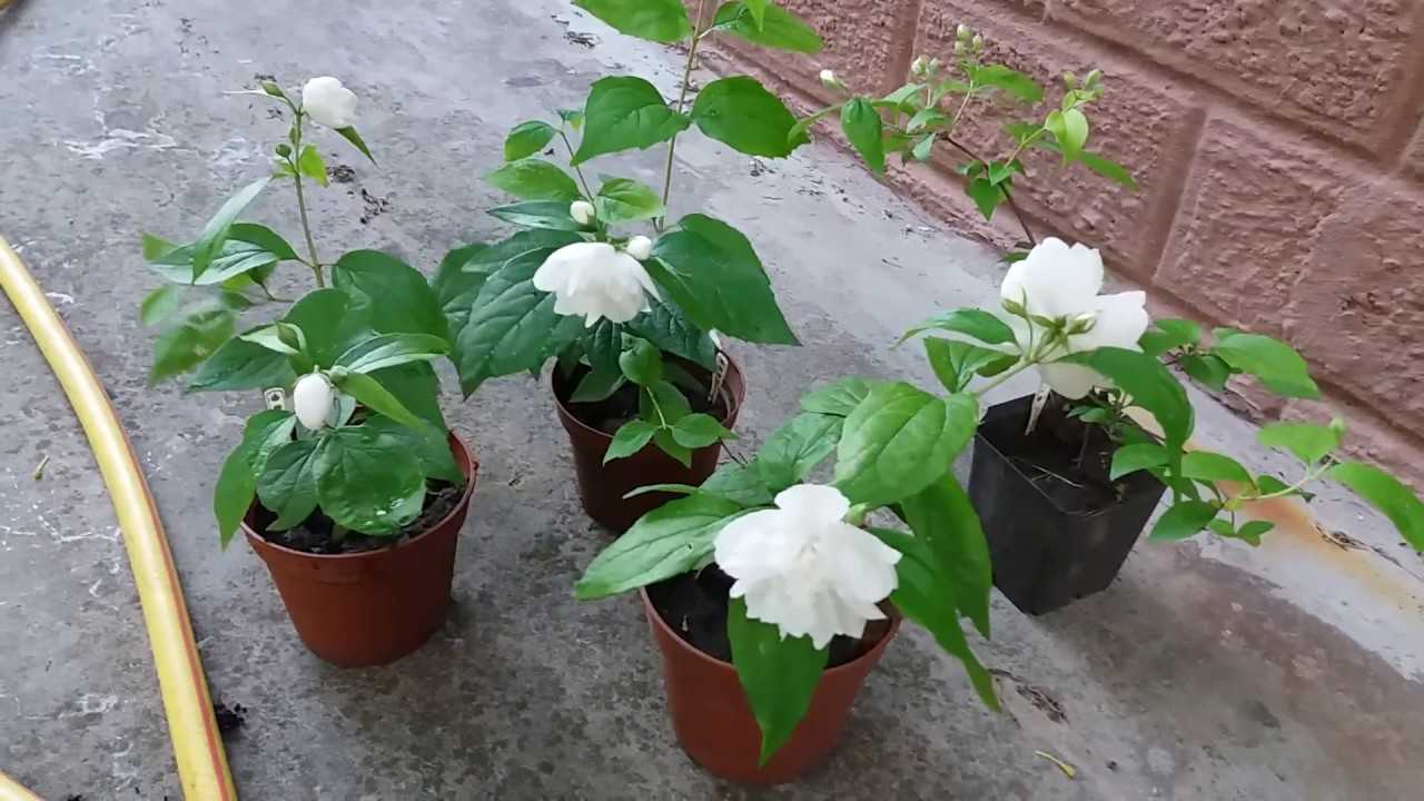 Особенности выращивания комнатного жасмина в домашних условиях и уход за цветком