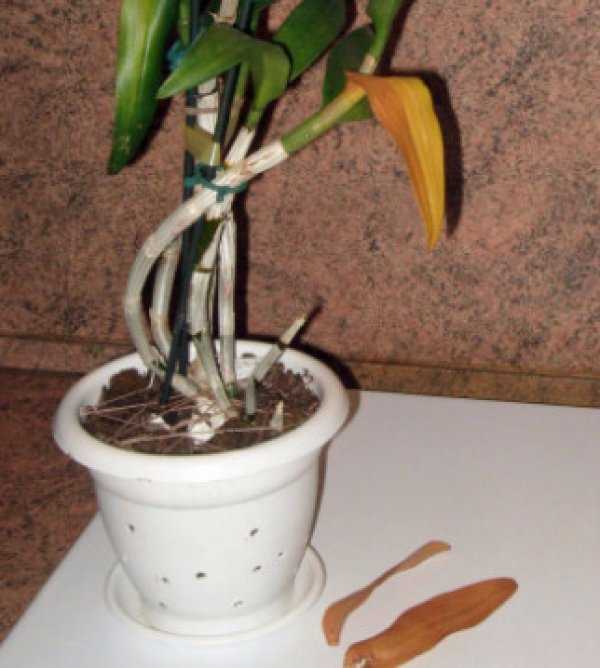 Почему сохнут листья у орхидеи фаленопсис и засыхают стебли: как спасти растение?