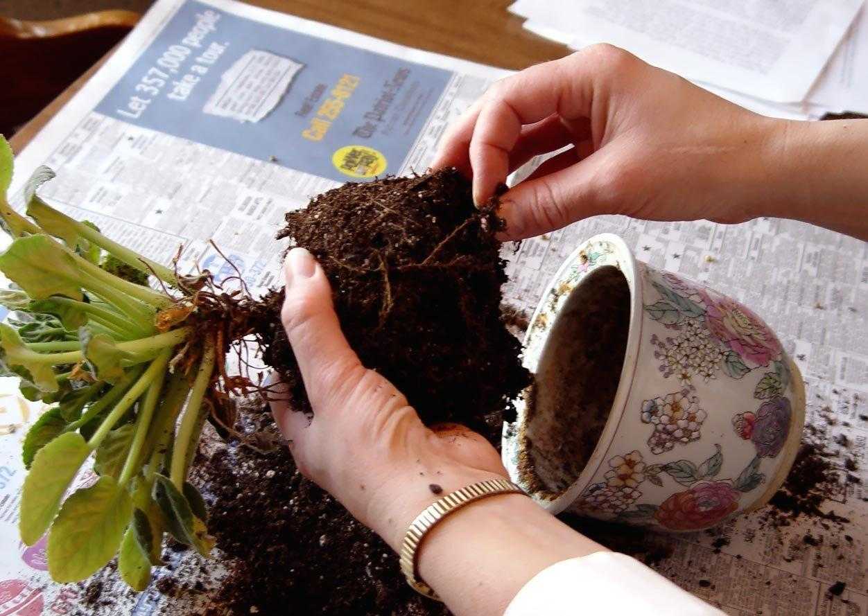 Можно ли пересаживать комнатные растения осенью? особенности осенней пересадки. фото — ботаничка.ru