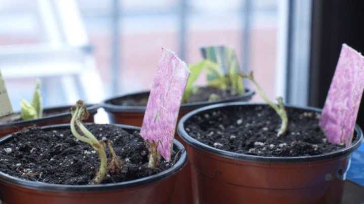Как вырастить гортензию из семян